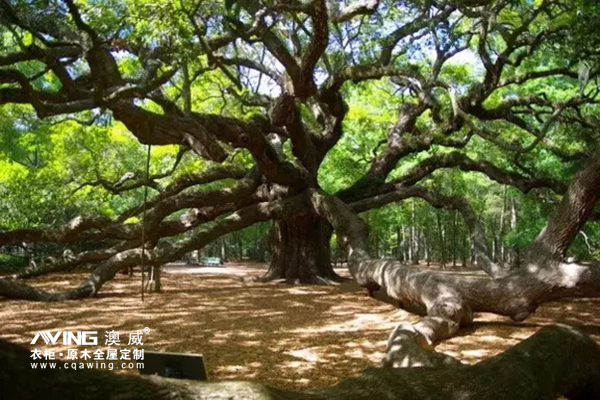 澳威全屋定制：這些樹能長壽，原來是有秘訣的……